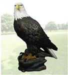EGD25828 Proud Eagle